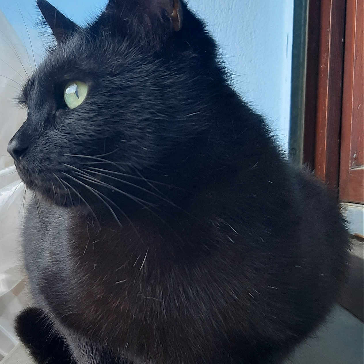 Melchior a rejoint le concours — aidez-le/la à gagner de superbes lots ! animal, blackcat, cat, kitten, manx, pet