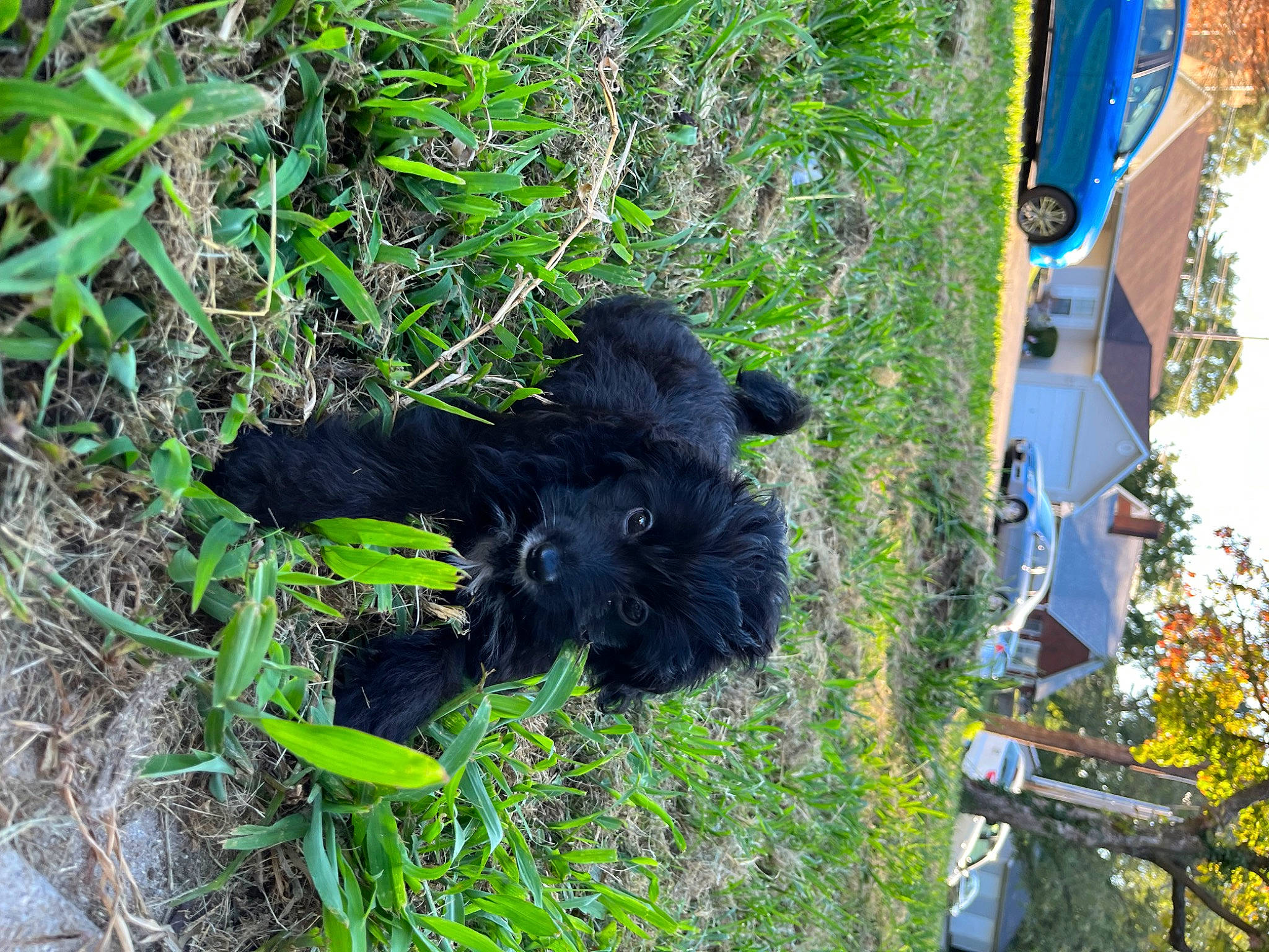 Evie joined the competition — help win amazing prizes! canidae, carnivore, companion_dog, dog, dog_breed, electric_blue, fur, grass, groundcover, plant, shrubland, snout, soil, sporting_group, terrestrial_animal, tree, wildlife, working_animal