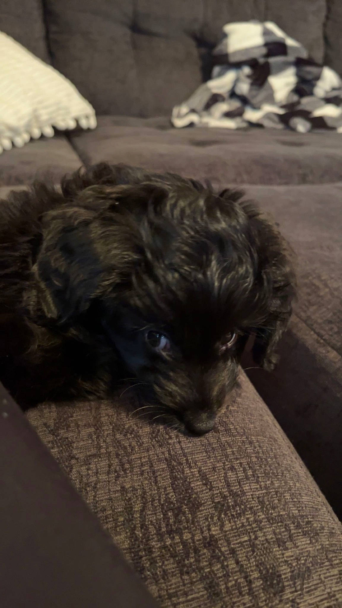 Evie is registered to the contest to win money with this photo: carnivore, cloud, comfort, companion_dog, dog, dog_breed, flooring, fur, grey, liver, small_terrier, snout, sporting_group, terrestrial_animal, terrier, toy_dog, whiskers, working_animal