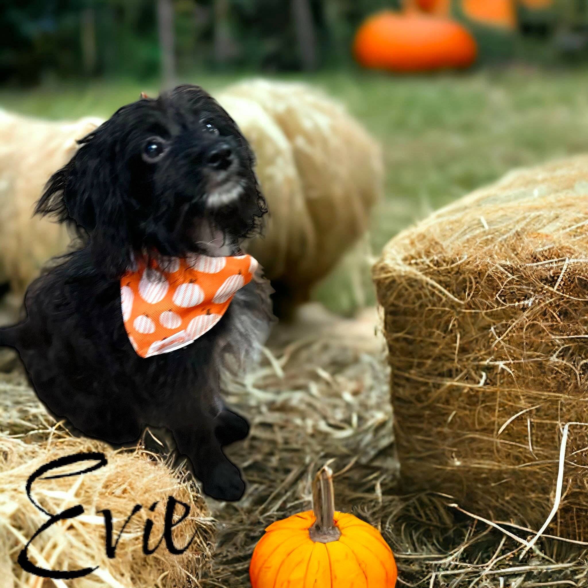 Evie joined the competition — help win amazing prizes! calabaza, canidae, carnivore, companion_dog, cucurbita, dog, dog_breed, event, gourd, grass, liver, natural_foods, orange, pumpkin, sporting_group, squash, tail, vegetable, winter_squash, working_animal