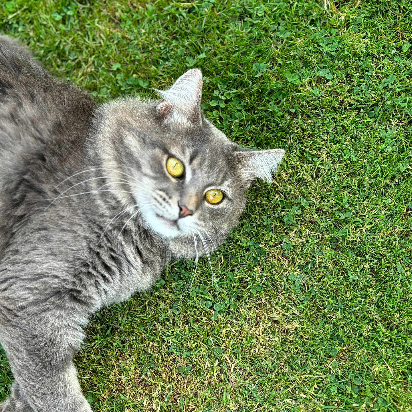Lucky participe au concours pour gagner de l'argent avec cette photo : animal, cat, close_up, cute, daylight, ears, feline, fluffy_fur, grass, gray_cat, greenery, lying_down, mammal, nature, outdoor, pet, portrait, relaxed, whiskers, yellow_eyes