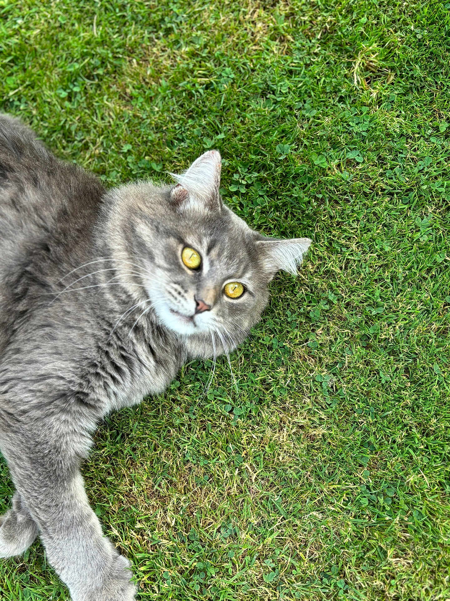 Lucky participe au concours pour gagner de l'argent avec cette photo : cat, gray_cat, yellow_eyes, fluffy_fur, grass, outdoor, pet, animal, nature, relaxed, lying_down, close_up, whiskers, ears, portrait, greenery, daylight, cute, feline, mammal
