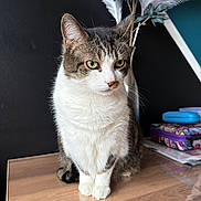 Chaton a rejoint le concours — aidez-le/la à gagner de superbes lots ! cat, tabby, white_fur, pet, indoor, wooden_table, pampas_grass, decor, green_eyes, feline, animal, sitting, looking_away, domestic_cat, fur, whiskers, ears, reflection, home, table