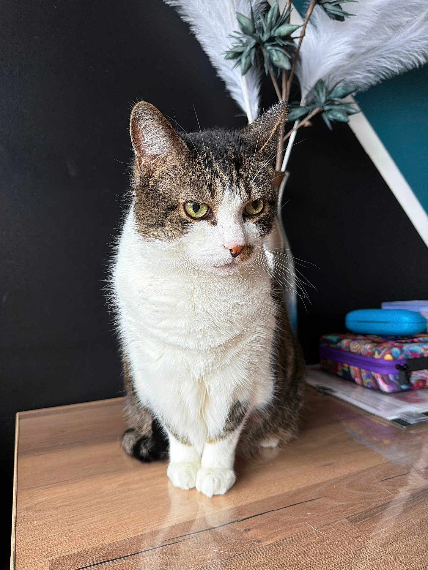 Chaton a rejoint le concours — aidez-le/la à gagner de superbes lots ! cat, tabby, white_fur, pet, indoor, wooden_table, pampas_grass, decor, green_eyes, feline, animal, sitting, looking_away, domestic_cat, fur, whiskers, ears, reflection, home, table