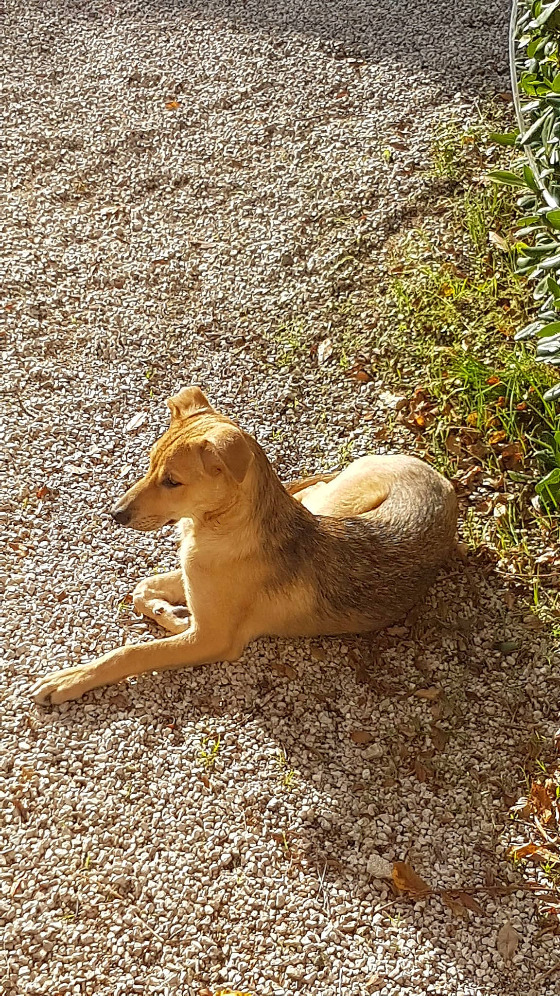 Toby participe au concours pour gagner de l'argent avec cette photo : canidae, carnivore, chipmunk, dog_breed, felidae, fur, grass, landscape, plant, road_surface, rodent, sand, shadow, small_to_medium_sized_cats, soil, squirrel, tail, terrestrial_animal, whiskers, wood