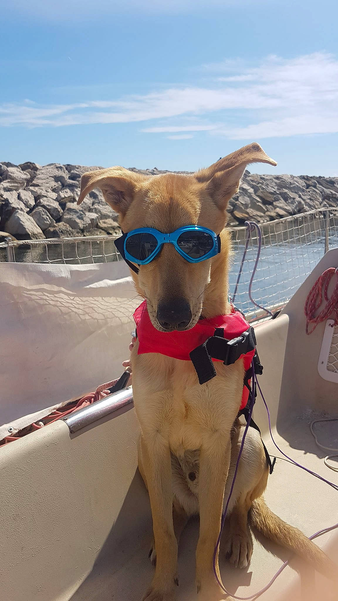 Toby participe au concours pour gagner de l'argent avec cette photo : boat, boats_and_boating_equipment_and_supplies, carnivore, cloud, collar, companion_dog, dog, dog_breed, dog_collar, eyewear, fawn, glasses, personal_protective_equipment, pet_supply, recreation, sky, snout, sunglasses, vehicle, water