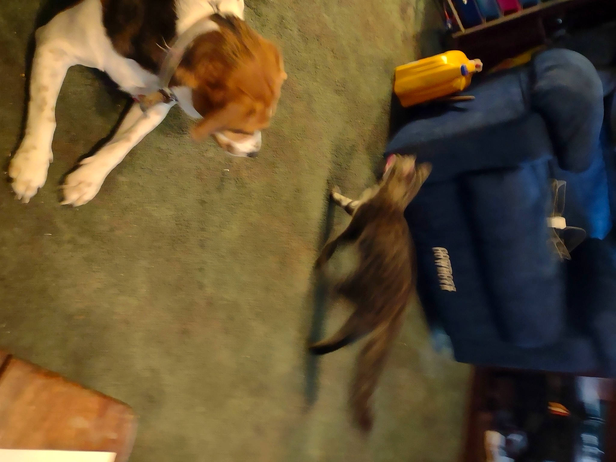 Cindy is registered to the contest to win money with this photo: bag, beagle, canidae, carnivore, companion_dog, dog, dog_breed, fawn, flooring, fur, glove, hound, human_leg, non_sporting_group, paw, scent_hound, sporting_group, tail, wood, working_animal