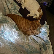Parker And Farley joined the competition — help win amazing prizes! animal, bed, cat, comfort, cozy, domestic_animal, feline, fur, home, indoor, mammal, orange_tabby, pet, quiet, quilt, relaxation, resting, sleeping, soft, white_cat