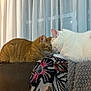 animal, blanket, cat, closeup, couch, cozy, curtains, cute, domestic, feline, fur, ginger_cat, home, indoor, peaceful, pets, resting, soft_lighting, touching_noses, white_cat
