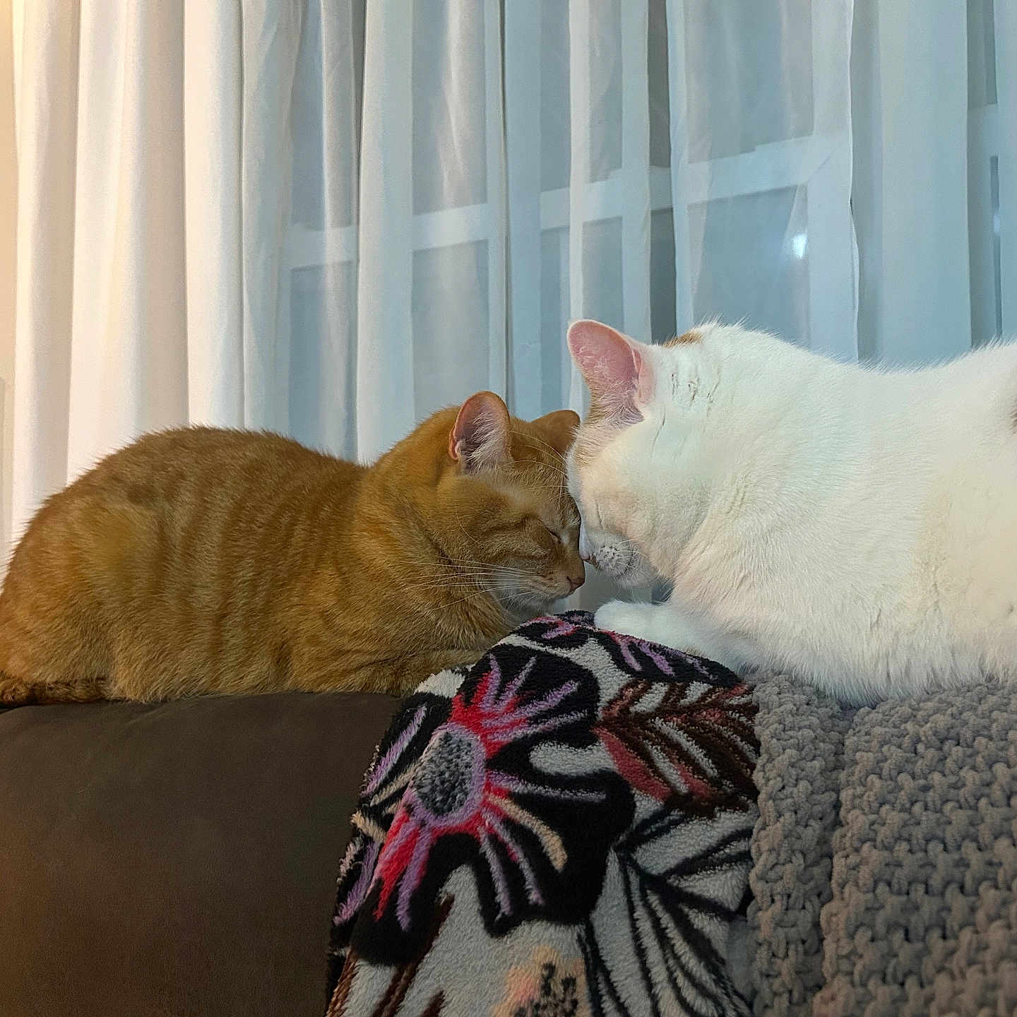 Parker And Farley joined the competition — help win amazing prizes! animal, blanket, cat, closeup, couch, cozy, curtains, cute, domestic, feline, fur, ginger_cat, home, indoor, peaceful, pets, resting, soft_lighting, touching_noses, white_cat