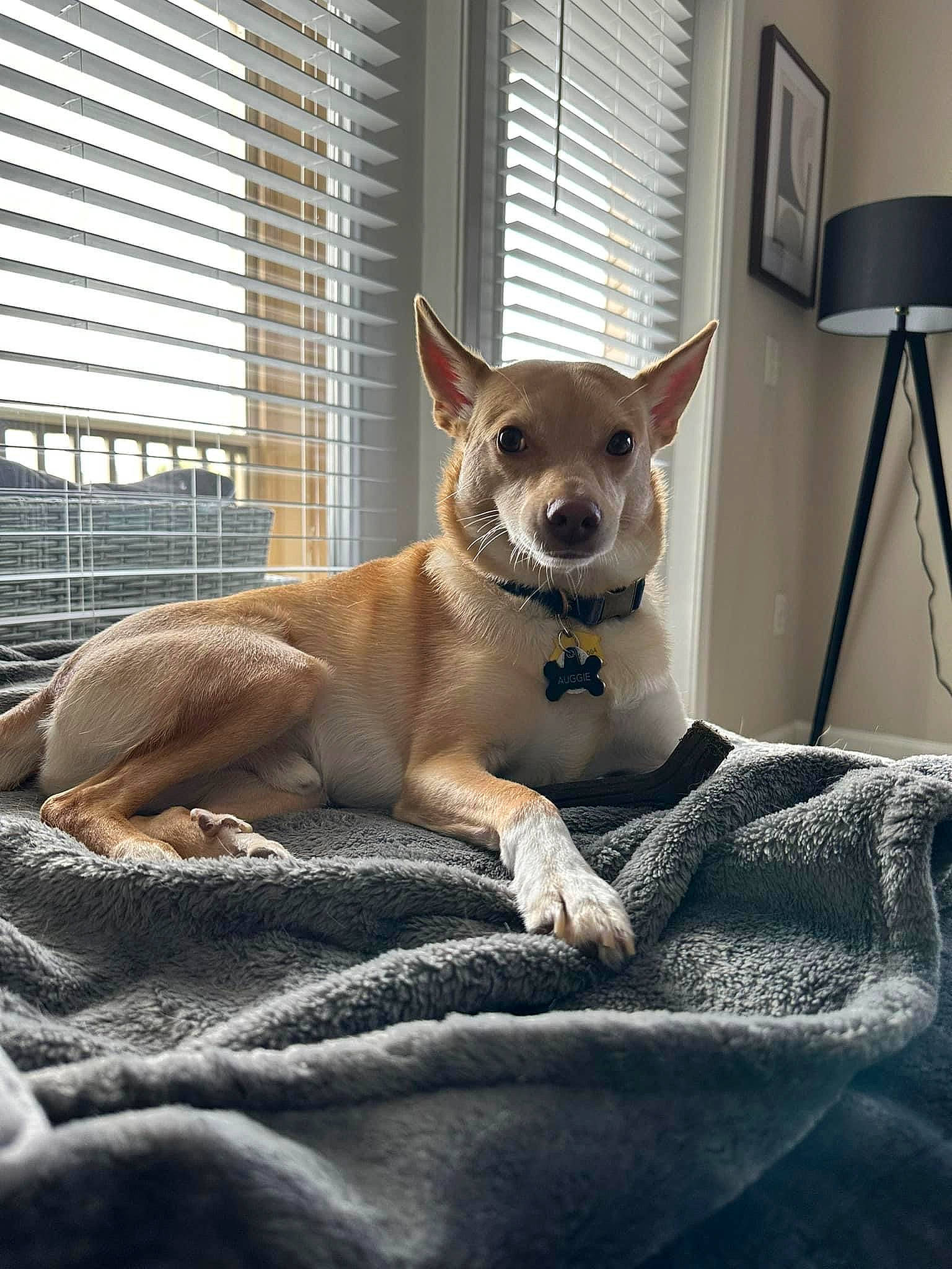 Auggie joined the competition — help win amazing prizes! canidae, carnivore, chihuahua, comfort, companion_dog, dog, dog_breed, dog_supply, fawn, felidae, fur, lamp, russkiy_toy, snout, tail, terrestrial_animal, toy_dog, whiskers, window, working_animal