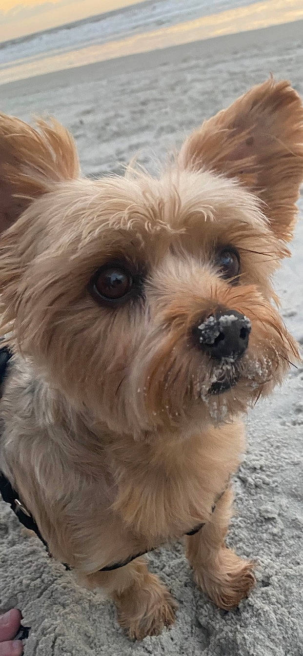Dippy is registered to the contest to win money with this photo: biewer_terrier, canidae, carnivore, companion_dog, dog, dog_breed, dog_collar, fur, liver, maltepoo, small_terrier, snout, sporting_group, terrestrial_animal, terrier, toy_dog, whiskers, working_animal, yorkipoo, yorkshire_terrier