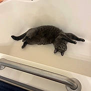 Scar joined the competition — help win amazing prizes! cat, gray_cat, bathtub, bathroom, pet, animal, fur, stretching, curious, upside_down, wide_eyes, domestic_cat, household, bathtub_rim, razor, bottle, metal_bar, relaxing, indoor, cute