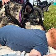 Lola is registered to the contest to win money with this photo: dog, husky, baby, blanket, grass, outdoor, person_hand, purple_collar, stroller, blue_clothing, pet, animal, infant, lying_down, nature, field, closeup, interaction, gentle, daylight