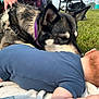 dog, husky, baby, blanket, grass, outdoor, person_hand, purple_collar, stroller, blue_clothing, pet, animal, infant, lying_down, nature, field, closeup, interaction, gentle, daylight