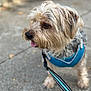dog, puppy, leash, harness, sidewalk, outdoor, pet, canine, fur, tongue, animal, cute, small_dog, scruffy, walking, daylight, closeup, mammal, companion, friendly