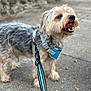 dog, small_dog, leash, harness, sidewalk, outdoor, pet, canine, tongue_out, happy, fur, walking, animal, cute, scruffy, close_up, daylight, pavement, playful, friendly