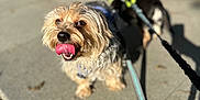 Scooby joined the competition — help win amazing prizes! dog, leash, sidewalk, outdoor, sunlight, happy, pet, animal, grass, harness, walking, canine, friendly, playful, daytime, fur, tongue, cute, companion, nature