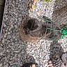 Rio a rejoint le concours — aidez-le/la à gagner de superbes lots ! animal, black_cat, cat, curious, decor, figurine, flower, garden, garden_ornament, gravel, greenery, nature, outdoor, pet, plant, shadow, small_animal, squirrel_figurine, sunlight, wire_frame