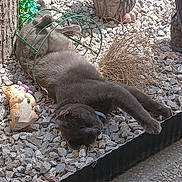 Rio a rejoint le concours — aidez-le/la à gagner de superbes lots ! animal, cat, daylight, decor, feline, figurine, garden, gravel, gray_cat, laying_down, nature, outdoor, owl_statue, pet, plant_support, relaxed, resting, statue, summer, sunlight