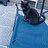 Rio a rejoint le concours — aidez-le/la à gagner de superbes lots ! animal, backyard, blue_chair, brick_wall, cat, daylight, feline, flower_planter, garden, gray_cat, lounge_chair, nature, outdoor, patio, pavement, pet, plant, relaxing, sitting, watering_can