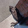 animal, brick_wall, cat, comfort, corner, daylight, feline, fur, glass_door, gray_cat, home, outdoor, pavement, pet, quiet, relaxed, resting, shadow, sunlight, tail