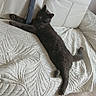 animal, black_cat, cat, couch, cozy, ear, floor, fur, furniture, home, indoor, living_room, pet, quilted, relaxed, remote_control, resting, sprawled, tail, whiskers