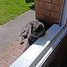animal, brick_wall, cat, daylight, grass, gray_cat, hedge, home, indoor, nature, outdoor, pet, quiet, radiator, relaxing, resting, shadow, sidewalk, sunlight, window