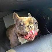 Wimpy joined the competition — help win amazing prizes! animal, canine, car_interior, close_up, companion, cute, dog, domestic_animal, french_bulldog, friendly, happy, indoor, leather_seat, mammal, pet, playful, portrait, smiling, sunlight, tongue_out