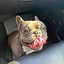 animal, canine, car_interior, close_up, companion, cute, dog, domestic_animal, french_bulldog, friendly, happy, indoor, leather_seat, mammal, pet, playful, portrait, smiling, sunlight, tongue_out