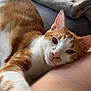 Uno participe au concours pour gagner de l'argent avec cette photo : cat, orange_cat, white_cat, pet, indoor, resting, relaxed, paw, fur, closeup, human_lap, comfort, cozy, window, blanket, soft_light, domestic, animal, cute, sleepy