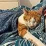 Uno participe au concours pour gagner de l'argent avec cette photo : cat, sleeping, blanket, bed, indoor, orange_cat, white_cat, feline, cozy, resting, paw, cute, domestic_animal, patterned_bedspread, relaxation, fur, pet, comfort, animal, nap