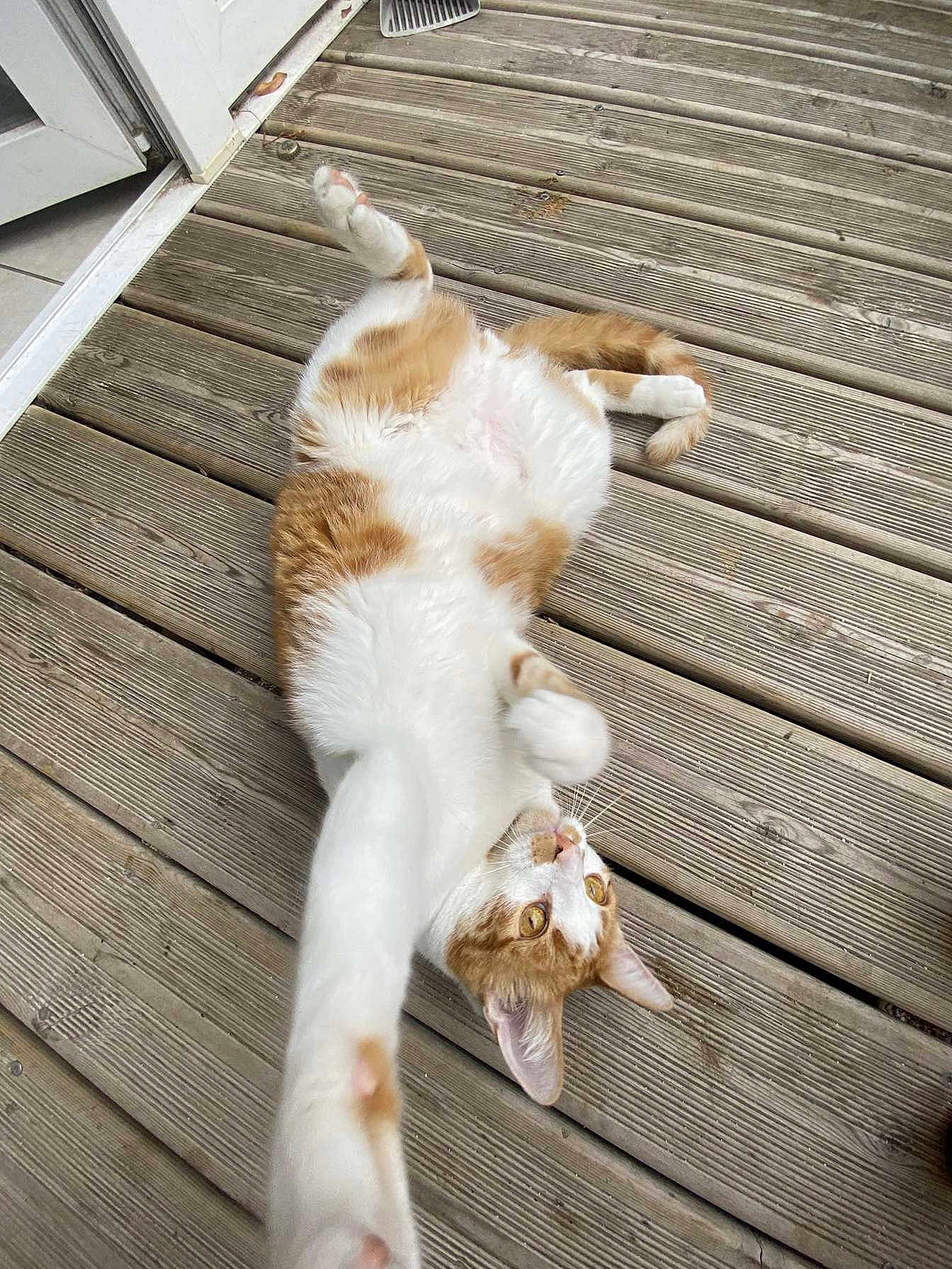 Uno participe au concours pour gagner de l'argent avec cette photo : cat, orange_and_white, pet, wooden_deck, stretching, lying_down, outdoor, animal, feline, whiskers, playful, relaxed, paw, ears, fur, eyes, doorway, planks, texture, closeup