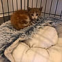 kitten, cat, cage, bed, blanket, fluffy, orange_cat, white_cat, pet, animal, indoor, cozy, fur, cute, young, small, resting, looking, soft, feline