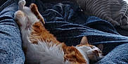 Uno a rejoint le concours — aidez-le/la à gagner de superbes lots ! cat, ginger_cat, white_cat, stretching, sleeping, couch, blanket, indoor, window, natural_light, cozy, relaxed, cat_tree, potted_plant, home, furniture, pet, fur, resting, animal