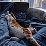 cat, ginger_cat, white_cat, stretching, sleeping, couch, blanket, indoor, window, natural_light, cozy, relaxed, cat_tree, potted_plant, home, furniture, pet, fur, resting, animal