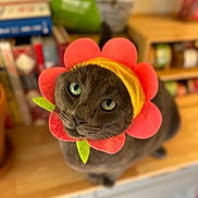 Eloise is registered to the contest to win money with this photo: cat, gray_cat, flower_hat, costume, pet, indoor, wooden_surface, green_eyes, cute, domestic_animal, feline, playful, blurred_background, kitchen, sitting, closeup, animal_portrait, headgear, pink_petals, adorable