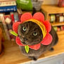 cat, gray_cat, flower_hat, costume, pet, indoor, wooden_surface, green_eyes, cute, domestic_animal, feline, playful, blurred_background, kitchen, sitting, closeup, animal_portrait, headgear, pink_petals, adorable