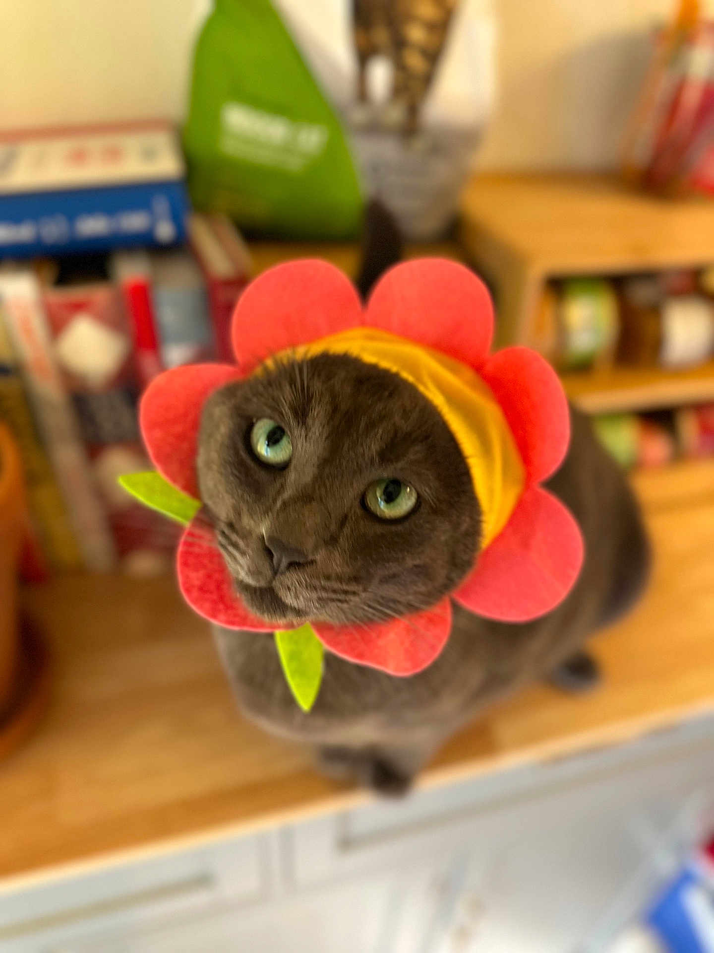 Eloise