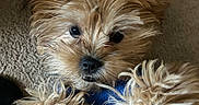 Hazel Lynn is registered to the contest to win money with this photo: dog, puppy, fluffy, fur, blue_clothing, pet, animal, cute, carpet, indoor, closeup, small_dog, adorable, eyes, face, paws, mammal, companion, domestic_animal, portrait
