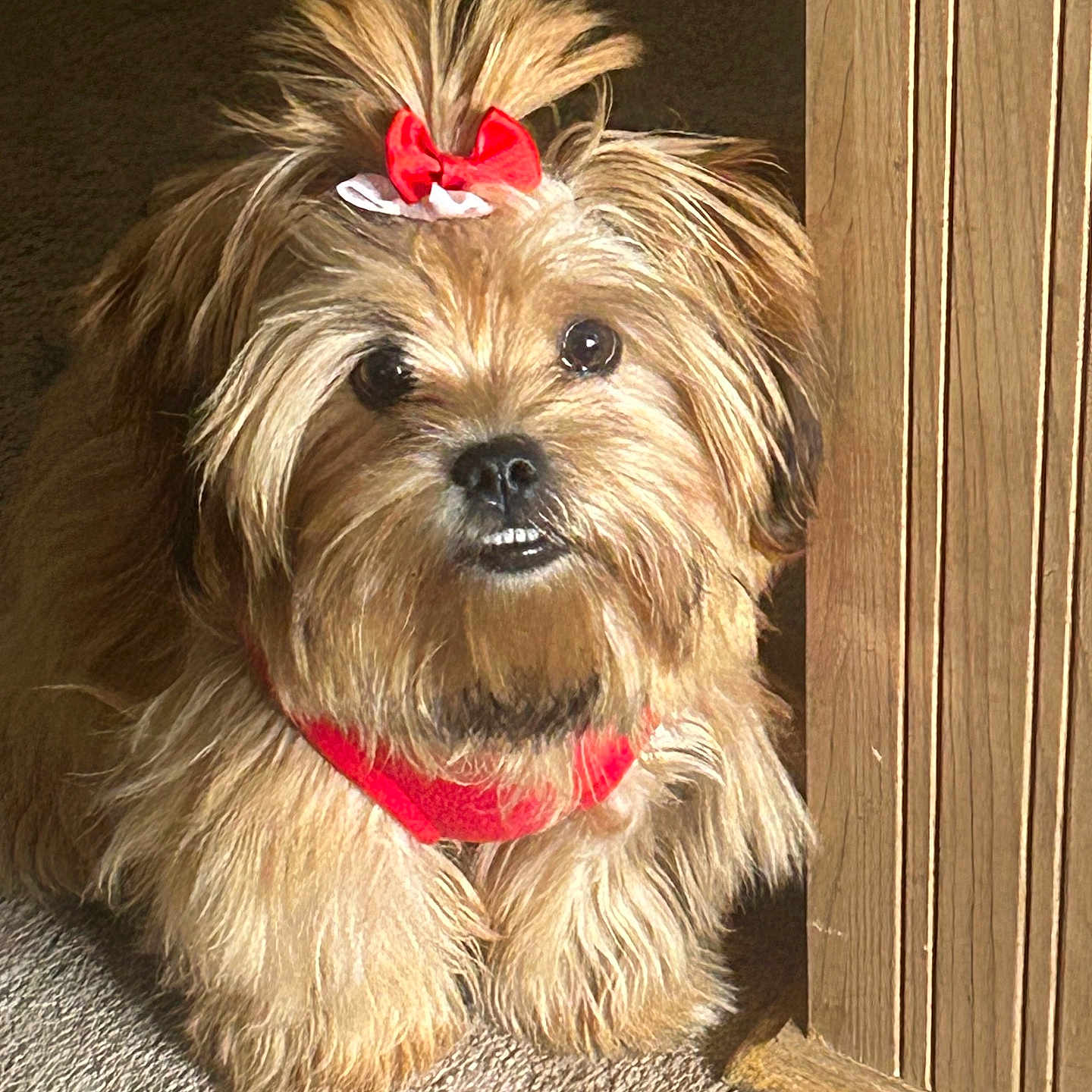 Hazel Lynn joined the competition — help win amazing prizes! dog, pet, fluffy, red_bow, red_collar, wooden_door, carpet, cute, small_dog, curious, indoor, animal, fur, adorable, companion, portrait, looking, face, canine, closeup