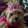 Hazel Lynn joined the competition — help win amazing prizes! dog, pet, indoor, pink_bow, pink_clothing, fluffy, cute, animal, close_up, portrait, furry, small_dog, decor, furniture, face, looking_at_camera, domestic, mammal, adorable, companion