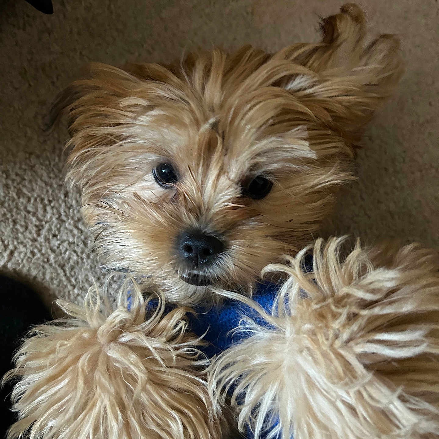Hazel Lynn