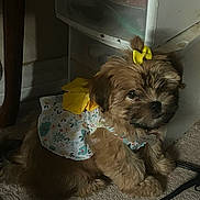 Hazel Lynn joined the competition — help win amazing prizes! dog, puppy, pet, fluffy, brown_fur, yellow_bow, dress, floral_pattern, indoor, carpet, furniture, drawer_unit, cute, small_dog, accessory, cozy, resting, animal, domestic, adorable