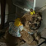 dog, puppy, pet, fluffy, brown_fur, yellow_bow, dress, floral_pattern, indoor, carpet, furniture, drawer_unit, cute, small_dog, accessory, cozy, resting, animal, domestic, adorable