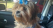 Hazel Lynn joined the competition — help win amazing prizes! animal, blue_bandana, blue_bow, canine, car_interior, cute, daylight, dog, domestic_animal, fur, looking_out, pet, portrait, seat, seatbelt, side_view, small_dog, sunlight, vehicle, window