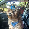 Hazel Lynn joined the competition — help win amazing prizes! dog, pet, blue_bow, blue_bandana, car_interior, seatbelt, window, sunlight, fur, small_dog, cute, animal, canine, seat, side_view, daylight, vehicle, domestic_animal, looking_out, portrait