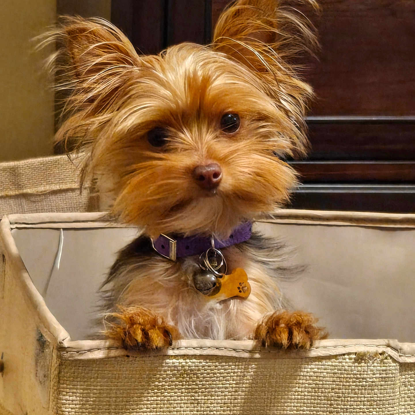 Bella joined the competition — help win amazing prizes! adorable, animal, basket, brown_fur, close_up, curious, cute, dog, domestic_animal, ears_up, fluffy, fur, indoor, pet, pet_accessory, puppy, purple_collar, small_dog, tag, wooden_furniture