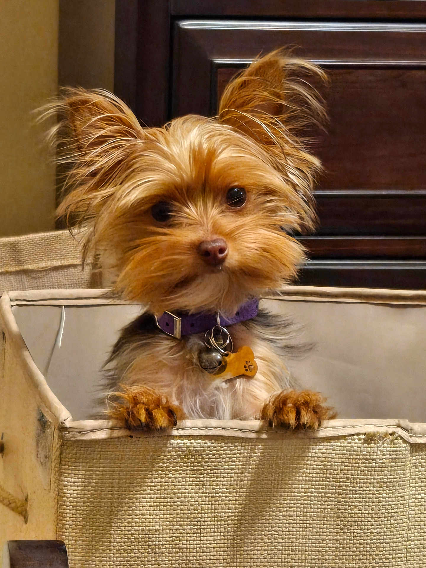 Bella joined the competition — help win amazing prizes! adorable, animal, basket, brown_fur, close_up, curious, cute, dog, domestic_animal, ears_up, fluffy, fur, indoor, pet, pet_accessory, puppy, purple_collar, small_dog, tag, wooden_furniture