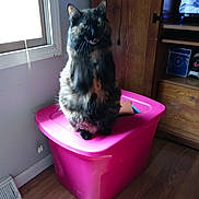 Sunshine is registered to the contest to win money with this photo: animal, cat, cozy, curtains, domestic, feline, flooring, furniture, home, indoor, natural_light, pet, pink_storage_bin, room, sitting, television, tortoiseshell, window, wooden_cabinet, wooden_floor